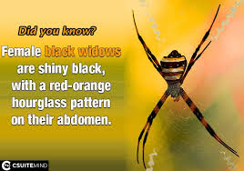 Black widow spiders are known around the world for eating their males after mating. Skip To Main Content Csuitemind Logo Toggle Navigation Quotes Facts Success Books Biography On This Day Blog Images Black Widow Spider Facts Female Black Widows Are Shiny Black With A Red Orange Hourglass Pattern On Their Abdomen Source Animals