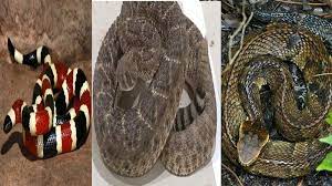 Texas snake identification guide (with pictures & charts) august 26, 2020 august 11, 2020 by snake identifier. Venomous Snakes In Texas You Need To Know About
