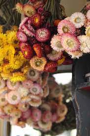 Inside Achillea Flower Shop Quirky Flower Adventure The Smell Of Roses The Smell Of Roses