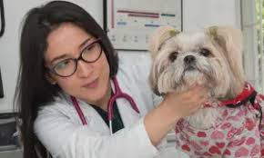 Investigación sobre ectoparásitos en gatos y perros