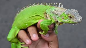 Iguanas grow quickly and get quite big. A Guide To Caring For Iguanas As Pets