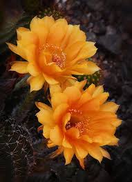 Many of these flowers are nocturnal, meaning they bloom only at night. Orange You Beautiful Echinopsis Cactus Flower By Saija Lehtonen Desert Flowers Cactus Flower Cacti And Succulents