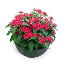 Image result for Pentas bussei