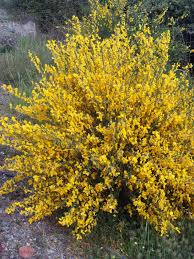 File Cytisus Scoparius Habitus 2009april26 Sierramadrona Jpg Boarder Plants Shrubs Garden Shrubs