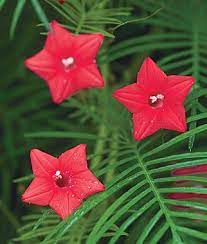 See more ideas about climbing roses, red climbing roses, beautiful flowers. Beautiful But Needs Full Sun Climbing Flowers Annual Flowers Cypress Vine