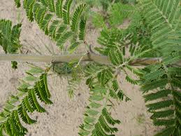 Image result for Acacia hebeclada