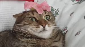 Cat Can T Handle Flower Youtube