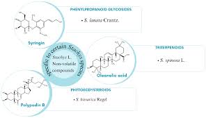 Image result for Stachys nemorivaga
