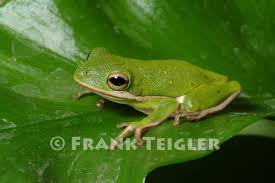Green tree frogs have a delicate grass green skin with a light cream colored lateral stripe (on the side of the body) running from the jaw to the flank. Green Tree Frog Amphibians Of Alabama Inaturalist