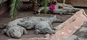 Browse 35 cocodrilo stock photos and images available, or search for crocodile or cocodrilo marismeño to find more great stock photos and pictures. Cocodrilo Park Hola Islas Canarias