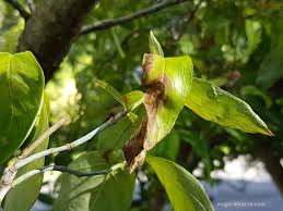 Maybe you would like to learn more about one of these? What Is Anthracnose How To Identify And Prevent Anthracnose Disease