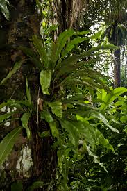 Image result for Asplenium africanum