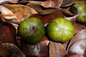 Image result for Klainedoxa