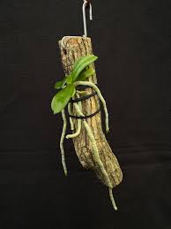 Image result for Aerangis appendiculata