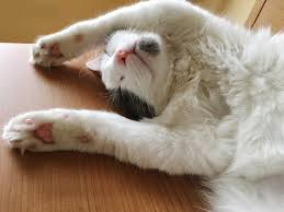 Don't be alarmed if your kitty breathes with his or her mouth open after playing hard. Why Does My Cat Snore Animal Friends Pet Insurance