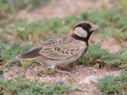 Image result for Erythrococca fischeri