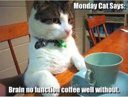 Here's the best collection of 150 coffee quotes. Monday Cat Quotes Cute Quote Cat Coffee Monday Days Of The Week Coffee Quotes Monday Cat Funny Cute Cats Cute Cats