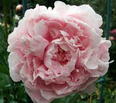 English german online dictionary tureng, translate words and terms with different pronunciation options meanings of pfingstrosen with other terms in english german dictionary : Beautyblog Ch L Occitane Paeonia Fragrance Collection Es Ist Eine Pfingstrose Entsprungen