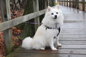 best dog hair grooming clippers for an american eskimo dog