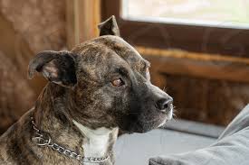 However, they're also loving and affectionate with human family members. Amstaff Brindle Color Dog American Staffordshire Terrier By Anastasia A Photo Stock Snapwire