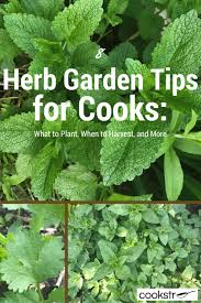 For instance, plants like tomatoes, apple trees, peppers, and peaches are all products of a plant. 8 Herb Garden Tips For Cooks What To Plant When To Harvest And More Cookstr Com