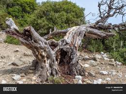 The juniper is also susceptible to twig blight, which may cause death to the tree twig tips. Old Dead Olive Tree Image Photo Free Trial Bigstock
