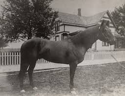 Sir archy himself was a living legend. Warum Steeldust Steeldust