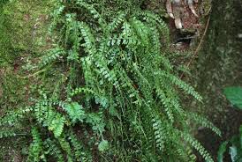 Image result for Asplenium sandersonii