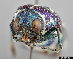 Image result for Blotiella natalensis