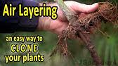 The top part would be cut off from the support of the roots, and very well might die before. Air Layering Trees Clone Your Fruit Trees The Easy Way Youtube