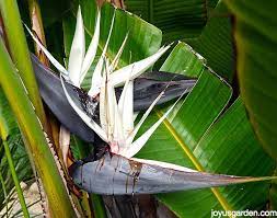 The biggest drawback is typically its size (they grow up to 5 feet/1.5 m) and the fact that plants need 3 to 5 years before they. Why Are My Giant Bird Of Paradise Leaf Edges Turning Brown