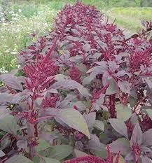 Image result for Amaranthus schinzianus