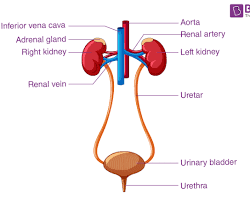 Urinary System Anatomy Diagram