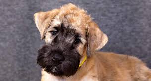 This aca registerable mini poodle puppy is ready for a loving furever home! Mini Wheaten Terrier A Tiny Version Of The Soft Coated Wheaten