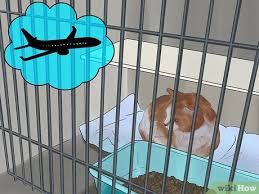 Check spelling or type a new query. How To Budget For A New Cat 10 Steps With Pictures Wikihow