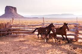 Keeping Horses In The Desert