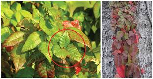 Maybe you would like to learn more about one of these? Poisonous Plant Take A Closer Look But Not Too Close Panhandle Agriculture
