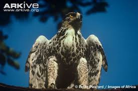 Black And White Hawk Eagle Facts Ayres S Hawk Eagle Photos And Facts Hawk Eagle Eagle Hawk