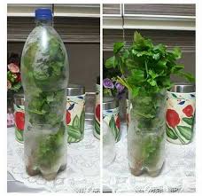 Padahal anda juga bisa menanamnya sendiri loh. Cara Betul Simpan Daun Sup Lengkuas Serai Cili Boleh Tahan Berbulan Bulan