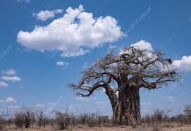 Image result for Adansonia digitata