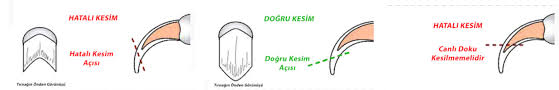 Kedilerin Tirnagi Kesilmeli Mi Kedilerde Tirnak Kesimini Kolaylastiran Tavsiyeler Kedi Blog