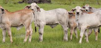 It's those cows with the big floppy ears and that big ole hump on their back. Why Buying American Brahman Cattle Is A Smart Choice Moreno Ranches