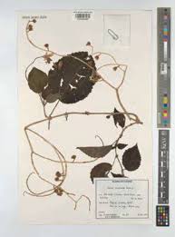 Image result for Calvoa