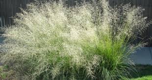 Image result for Eragrostis caespitosa