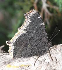 Mature larvae often wander from the original host plant prior to pupation and are often reported from plant species on which they do not feed (opler and krizek 1984). Mourning Cloak Butterflies Coloration Geographic Distribution Characteristis Food Photographs