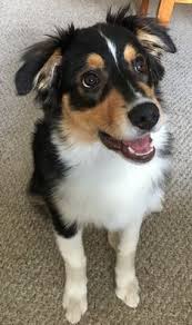 All Black Bernese Mountain Dog Image Result For Aussie Bernese Mountain Dog Mix Australian Shepherd Dogs Australian Shepherd Puppies Australian Shepherd