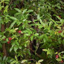 Image result for Ochna cyanophylla