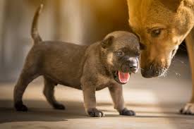 Ich vertrete die meinung, dass nicht nur menschen ihre schwierige und lebensfeindliche situation verlassen dürfen, sondern auch die tiere. Bilder Welpen Hunde Nett Zunge Ein Tier