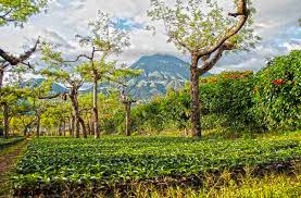 Производство кофе в гватемале (ru); 5 Of The World S Best Coffee Tours Offmetro Ny