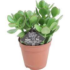 Money Plant Crassula Argentea 12cm At Homebase Be Inspired And Make Your House A Home Buy Now Plants Indoor Plant Pots Kitchen Plants